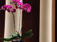 -臻萃轩中餐厅(国家会展中心店)