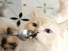 -喵喵咪呀布偶猫咖(春熙路店)