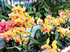 -龙大花卉苗木市场