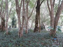 -中国科学院西双版纳热带植物园