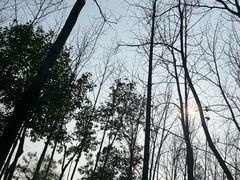 -合肥滨湖国家森林公园