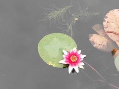 -微山湖红荷湿地景区
