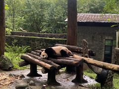 -都江堰中华大熊猫苑