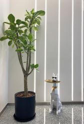 -MINX名珂斯·烫染形象设计