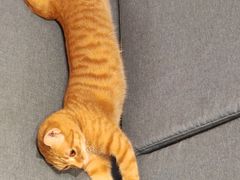 -猫的天空之城概念书店(苏州平江店)