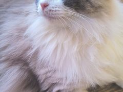 -MOCHA明星猫咖(田子坊店)