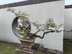 -盆景园(扬州大运河文化旅游度假区)