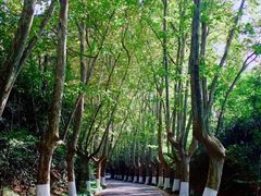 -紫金山山顶公园
