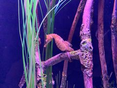-西雅图水族馆
