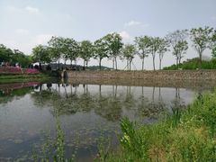 -大塘金香草谷