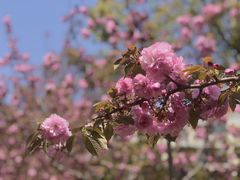 -高东镇樱花园