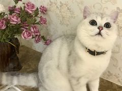 -喵zoo家庭繁育猫舍(尖东智能花园店)