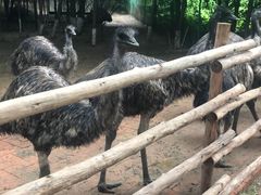 -大鹅岛绿色生态美食园