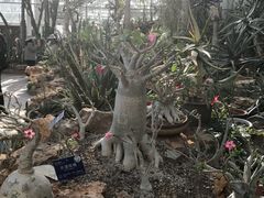 -国家植物园南园