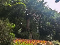-雁南飞茶田景区