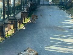 -大连森林动物园