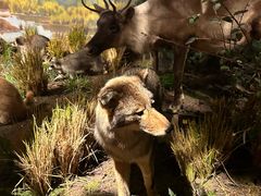 -陕西自然博物馆