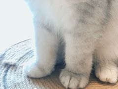 -飞行喵MR PILOT|猫舍·猫咖(静安大融城店)