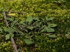 -狼山风景名胜区