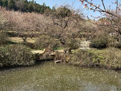 -香雪海