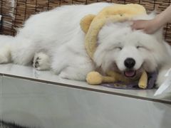 -星多哈·狗咖·拼豆·咖啡