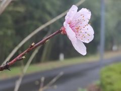 -安吉竹博园