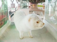 白水貂-肃宁华斯国际裘皮城