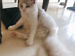 -猫咪咖啡店(新城大街店)