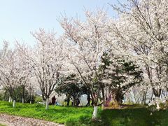 -径山花海