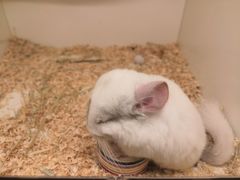 -龙猫仔乐园(惠福东路店)