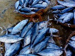 -尼甘布海鲜市场