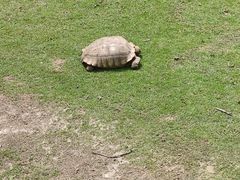-广东惠东海龟国家级自然保护区