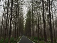 -合肥滨湖国家森林公园