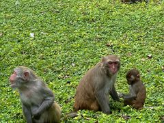 -南湾猴岛+椰田古寨一日游