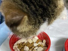 -喜多萌中农锦绣动物医院24H·猫科·牙科MRI·CT