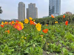 -望江楼公园