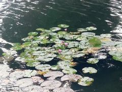-荔湾湖公园