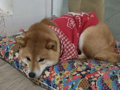 -柴迷FANS CLUB·柴犬狗咖·猫咖