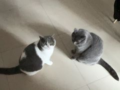-瑞鹏宠物医院·骨科·猫科·内科(第一中心)
