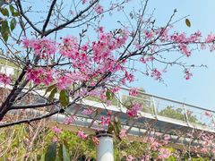 -狐尾山公园