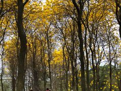 -天适樱花悠乐园