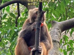 -黔灵山公园