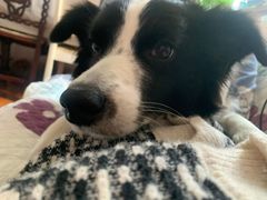 -爱侣宠医·鹦鹉专科·小型哺乳类·异宠专科(灵石路店)