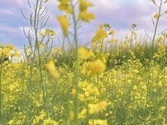 -光明小镇欢乐田园