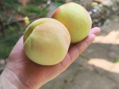 -桃源山庄·水蜜桃采摘·柴火鸡·烧烤团建(龙泉山店)