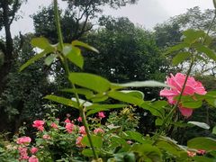 -深圳仙湖植物园