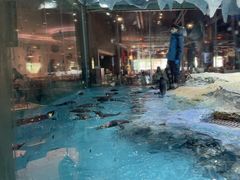 -帝企鹅自助餐厅•儿童岛•真企鹅(长隆企鹅酒店)