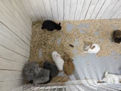 -神奇动物撸宠馆·羊驼·小浣熊·异宠(豫园店)