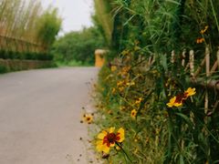 -桤木河湿地公园