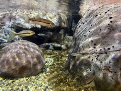 -上海海洋水族馆